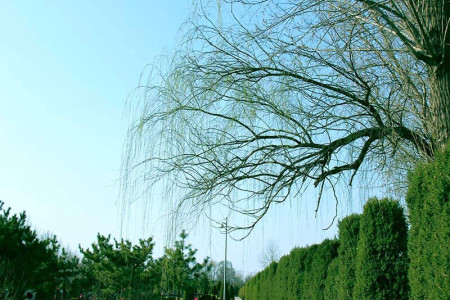 万桐园公墓景观图
