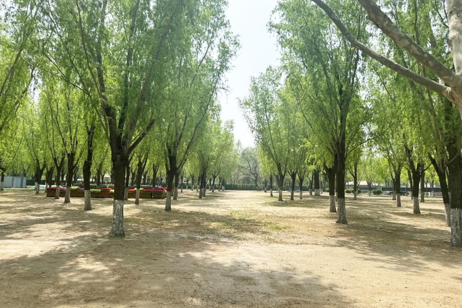 北京市朝阳区外侨公墓园区环境图